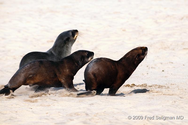 20090605_152031 D300 (2) X1.jpg - The seals were of all shapes and sizes